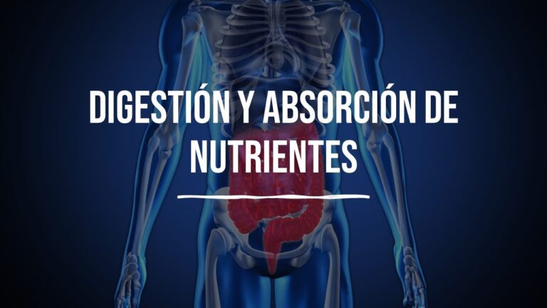 La clave de la salud: biodisponibilidad de nutrientes en el cuerpo