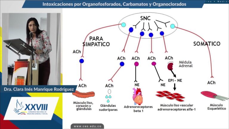 Toxicocin&eacute;tica y toxicidad de &oacute;rganos: su importancia