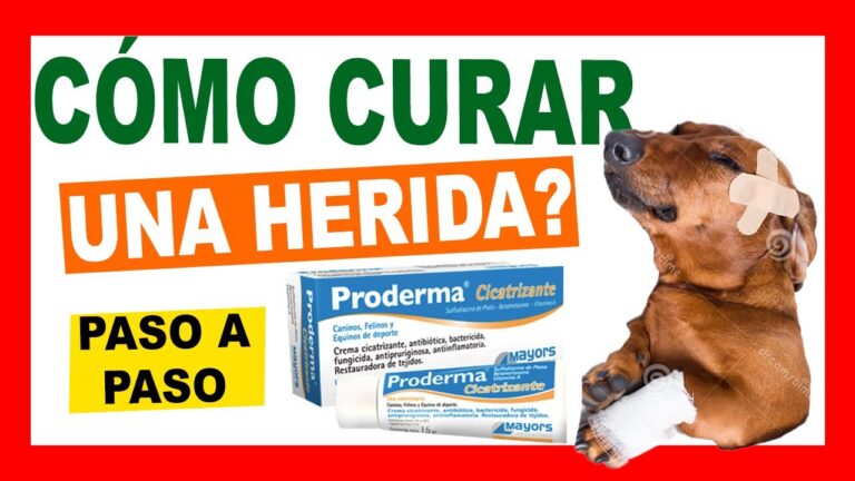 Productos especializados para heridas en farmacia: Una gu&iacute;a completa