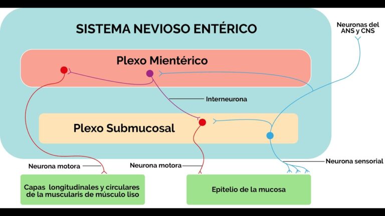 Metoclopramida: clave en la motilidad intestinal