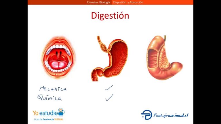 Optimizaci&oacute;n del proceso de absorci&oacute;n en el sistema gastrointestinal