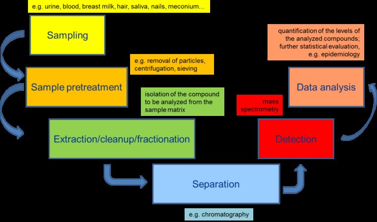 Toxicocin&eacute;tica y metabolismo qu&iacute;mico: un an&aacute;lisis en profundidad