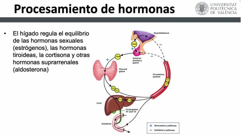 Regulaci&oacute;n de la Biodisponibilidad en el Organismo