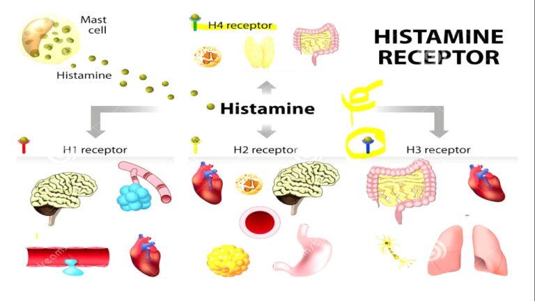 Dosis Recomendada de Ranitidina como Inhibidor de Histamina