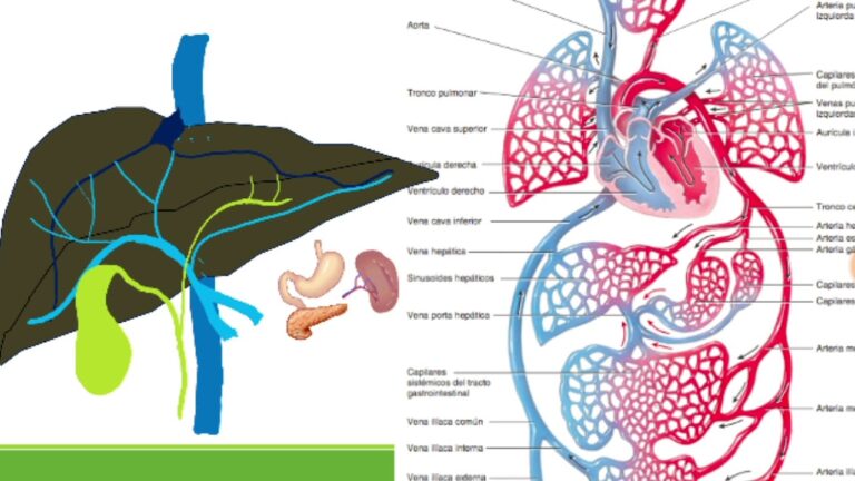 Proceso de absorción en la farmacología hepática: Una visión general