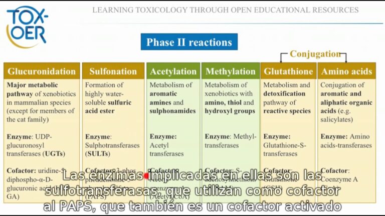 Enzimas clave en la biotransformaci&oacute;n de f&aacute;rmacos