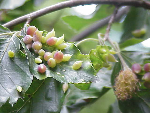 Agallas