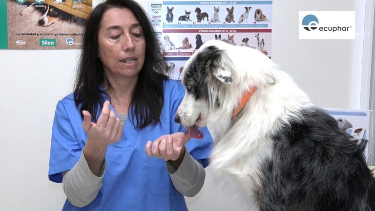 Posici&oacute;n &oacute;ptima de la crema para perros: Gu&iacute;a completa