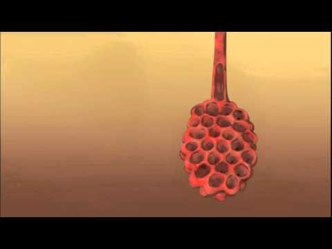 Mecanismo de Acción del Salbutamol en el Sistema Respiratorio