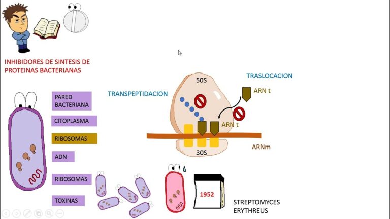 Contraindicaciones de la Azitromicina con Otros F&aacute;rmacos