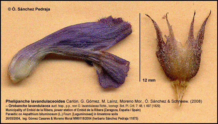 S&aacute;nchez Pedraja, &Oacute;scar