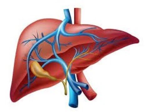 Enzimas hep&aacute;ticas y biotransformaci&oacute;n: una gu&iacute;a completa