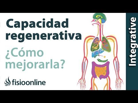 Mecanismos de desintoxicación en el cuerpo humano