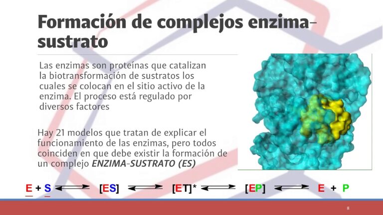 Optimizaci&oacute;n de la interacci&oacute;n sustrato-enzima en la biotransformaci&oacute;n