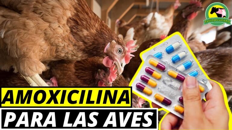 Tratamiento preventivo con amoxicilina y &aacute;cido clavul&aacute;nico: una gu&iacute;a completa
