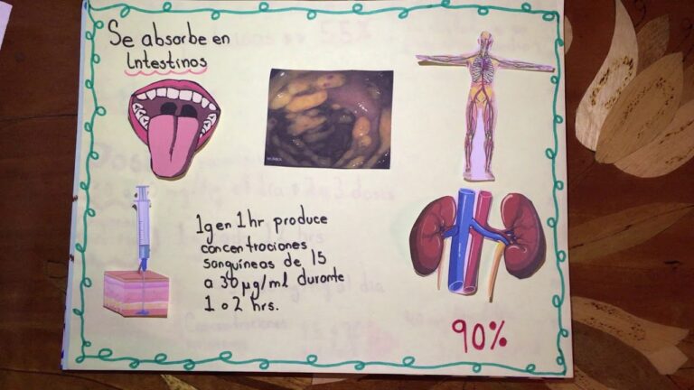 Absorci&oacute;n de clindamicina en el tracto digestivo
