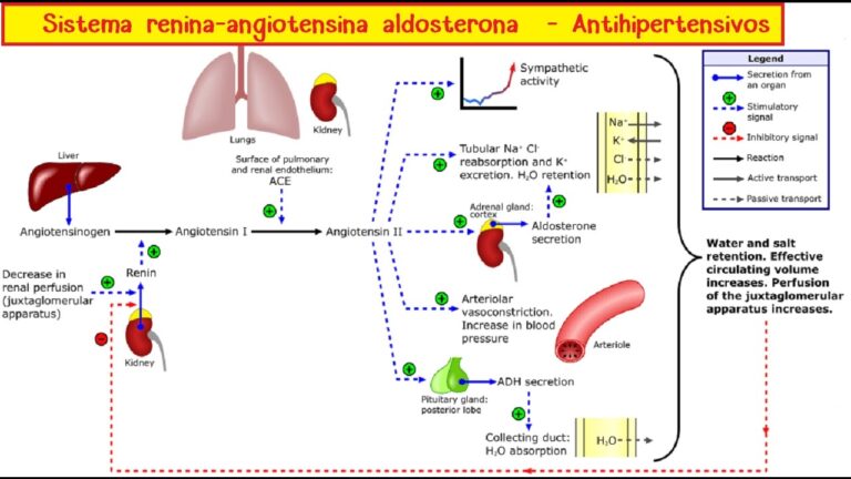 El papel de enalapril en la regulaci&oacute;n de la angiotensina