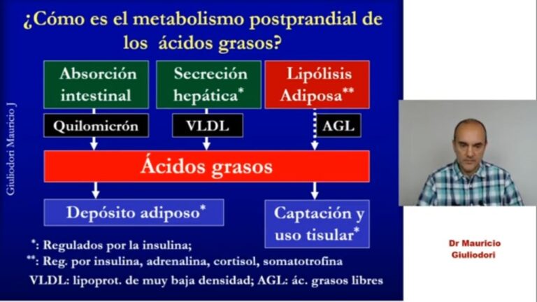 La funci&oacute;n de la insulina en la absorci&oacute;n de nutrientes
