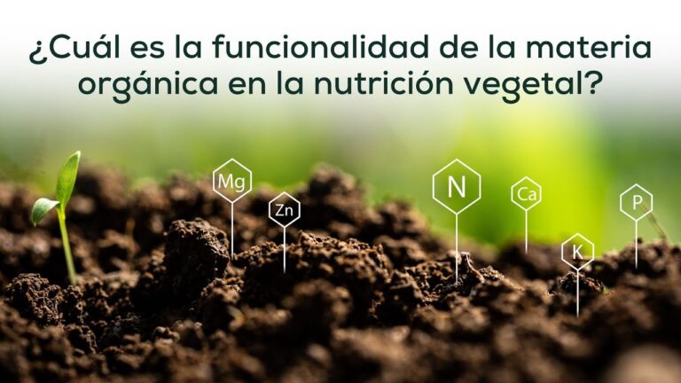 Importancia de la biodisponibilidad en la nutrici&oacute;n