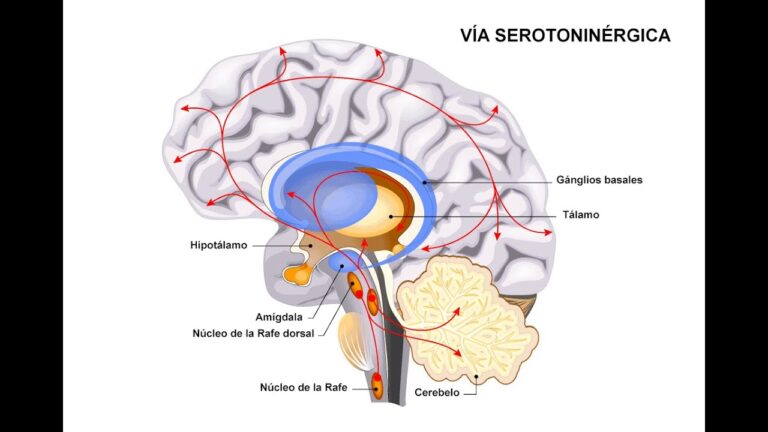 El papel del citalopram en la producci&oacute;n de serotonina