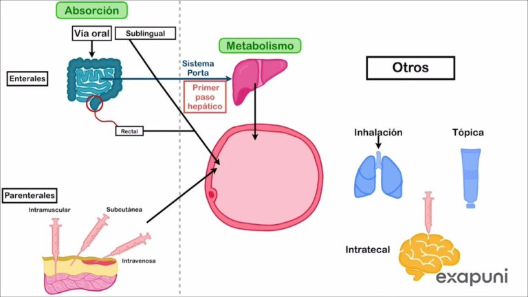 Optimizaci&oacute;n de mecanismos de transporte y biodisponibilidad