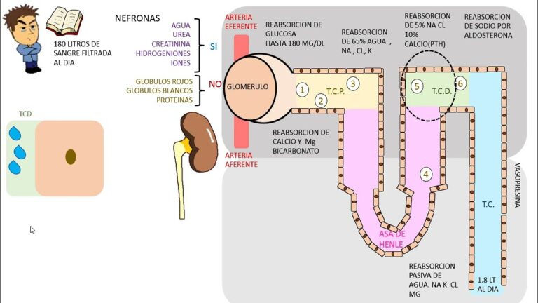 Funci&oacute;n Renal y Efectividad de la Hidroclorotiazida como Diur&eacute;tico