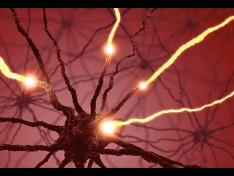Citalopram: Efectos en la Serotonina Cerebral