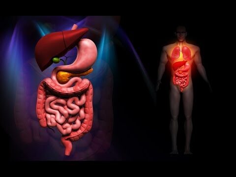 Farmacolog&iacute;a Digestiva: Una Gu&iacute;a Completa