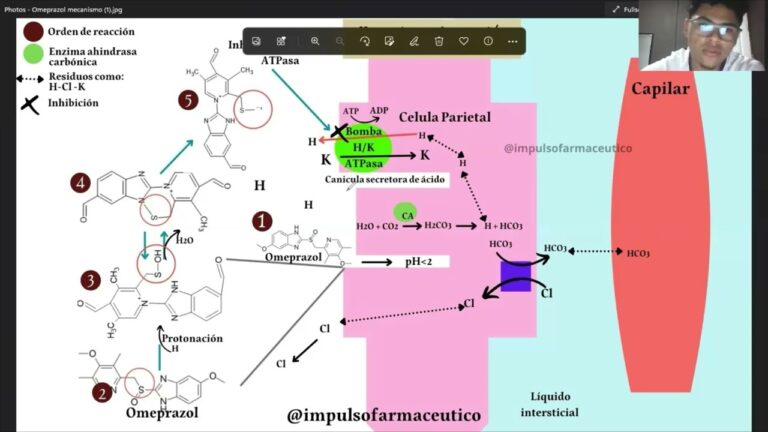 Farmacodinamia Detallada de la Metoclopramida