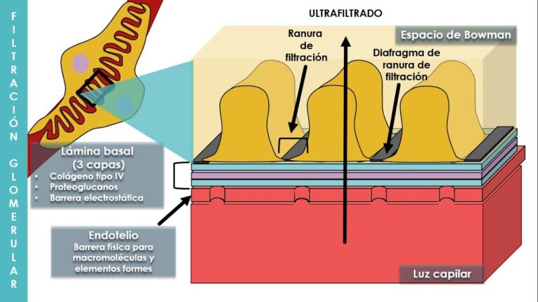 La farmacolog&iacute;a y su papel clave en la eliminaci&oacute;n de toxinas
