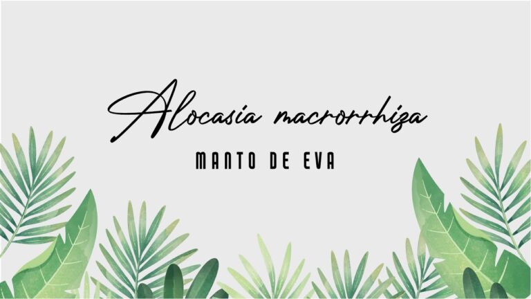 Gu&iacute;a para el Almacenamiento Adecuado de Loperamida