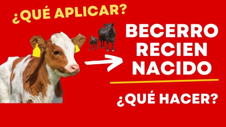 Azitromicina: Un Aliado Clave en el Tratamiento de la Neumonía