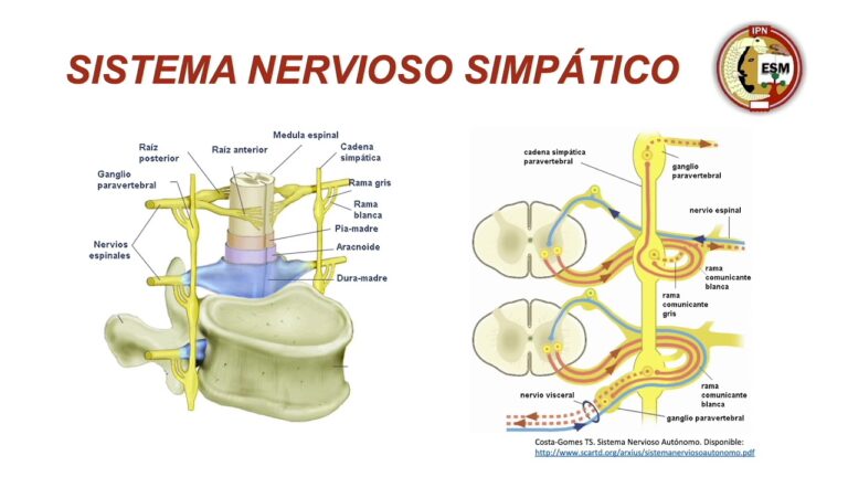 Implicaciones de la Liberaci&oacute;n en Farmacolog&iacute;a