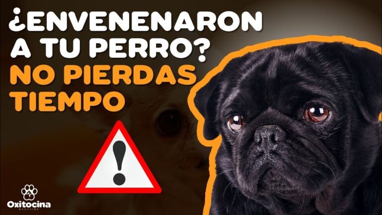 Tramadol: Alivio Inmediato Efectivo