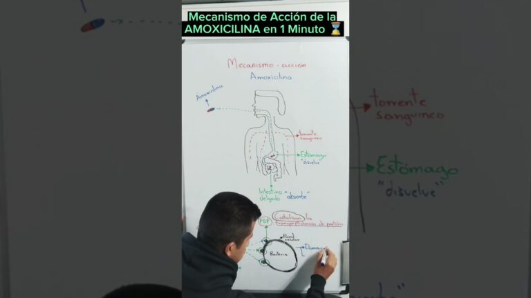 Mecanismo de Acci&oacute;n de la Amoxicilina y &Aacute;cido Clavul&aacute;nico